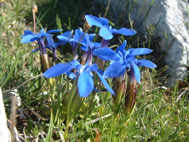 Gentiana verna / Genziana primaticcia